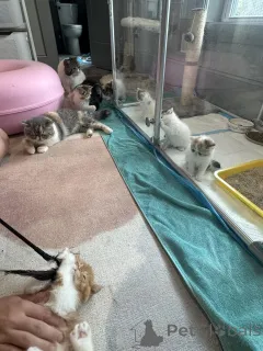 Фото №2 к объявлению №161088 о продаже экзотическая - купить в Финляндии частное объявление, заводчик