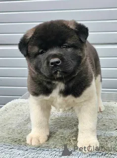 Фото №3. Щенки американского стаффордширского терьера.  Сербия