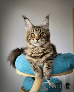 Дополнительные фото: Maine-Coon-Kätzchen/Katzen Zu Verkaufen