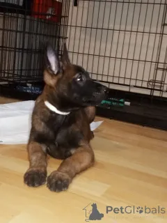 Дополнительные фото: Высококачественные бельгийские щенки малинои