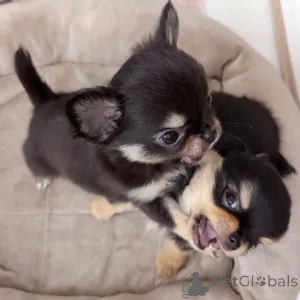 Фото №2 к объявлению №163152 о продаже чихуахуа - купить в Финляндии 