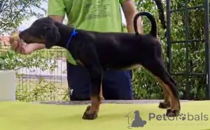 Дополнительные фото: Доберманский чемпион щенок чемпиона родословной