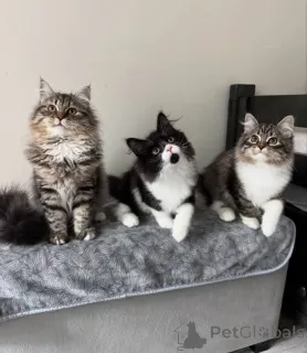 Фото №1. мейн-кун - купить в Дюссельдорфе за Бесплатно. Объявление №160187