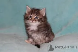 Фото №3. Chatons de Race Forêt Norvégienne à vendre.. Финляндия