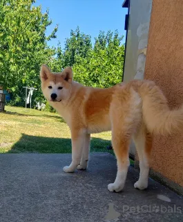 Дополнительные фото: Акита Ину 6-месячная женщина, FCI, Чемпион Родовой линию