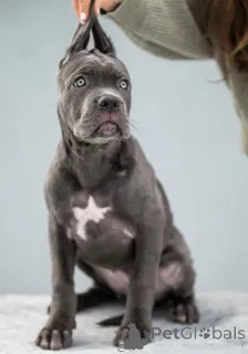 Фото №2 к объявлению №163289 о продаже кане-корсо - купить в Украине из питомника, заводчик