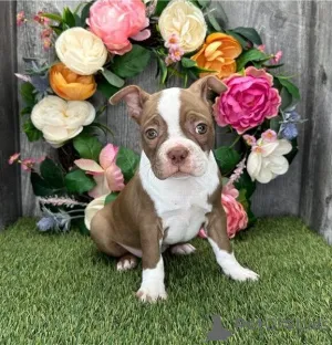 Фото №1. бостон-терьер - купить в Баумхольдер за договорная. Объявление №162209