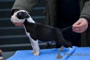 Дополнительные фото: Щенки американского стаффордширского терьера