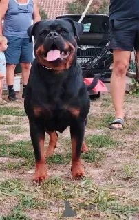 Дополнительные фото: Высококлассные щенки ротвейлера.