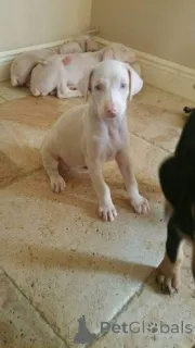 Фото №1. доберман - купить в Акмяне за договорная. Объявление №159852