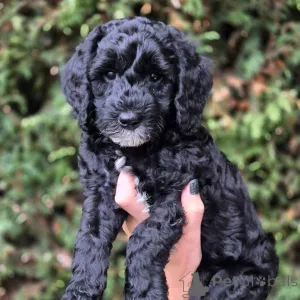 Фото №3. D'adorables chiots Doodle cherchent un Foyer Aimant!.  Франция