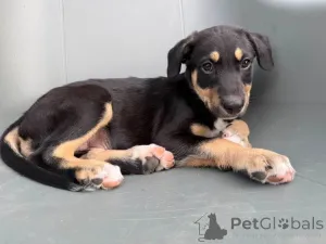 Фото №1. ксолоитцкуинтли - купить в Брюсселе за 139151₽. Объявление №147054