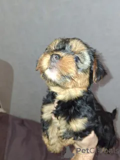 Дополнительные фото: Девочка и Мальчик Йоркширского Терьера. 