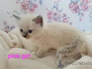 Фото №2 к объявлению №167810 о продаже рэгдолл - купить в Бельгии из питомника
