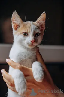 Фото №2 к объявлению №148224 о продаже  - купить в России частное объявление