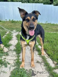 Фото №3. Чудесная ласковая молодая собачка Клепа ищет дом.  Россия