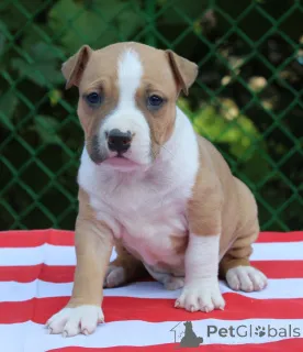 Фото №3. Высококачественный армянский GAMPR.  Армения