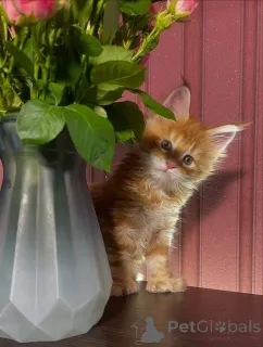 Фото №3. Сердце, полное солнечного света, и бакенбарды, полные озорства, Нала загорается. Швеция