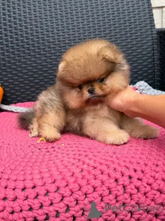 Фото №2 к объявлению №158869 о продаже померанского шпица - купить в Германии заводчик