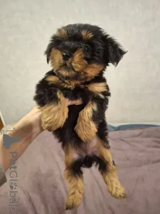 Дополнительные фото: Обаятельные щенки Йоркширского Терьера