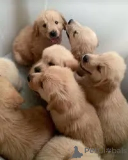 Фото №2 к объявлению №167689 о продаже золотистого ретривера - купить в Польше частное объявление, заводчик