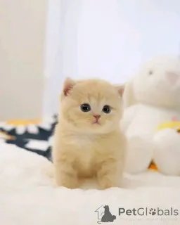 Фото №3. Scottish Fold Kätzchen Zur Усыновление Verfügbar. Германия