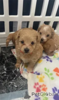 Фото №1. мальтипу - купить в Grafenwöhr за Бесплатно. Объявление №153763