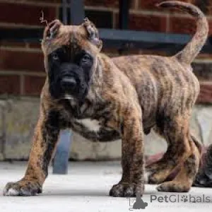 Фото №3. Cane Corso щенки.  Великобритания