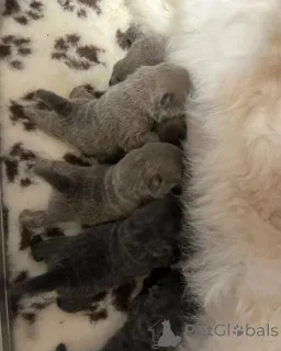 Дополнительные фото: Красивые щенки чау-чау