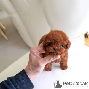 Фото №3. Очаровательные щенки все еще доступны для усыновления. Все еще очень хорошие и.  Бельгия