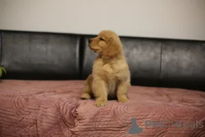 Дополнительные фото: ЗОЛОТОЙ РЕТРИВЕР - Американский тип, золотистый, ZKwP/FCI