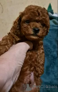 Фото №3. (Teacup) Toy poodle red brawn male.  Украина