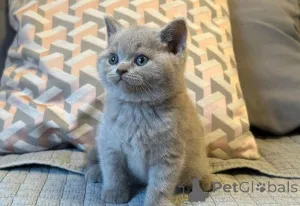 Фото №3. Британские короткошерстные котята (мальчики и девочки). Бельгия