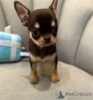 Дополнительные фото: Щенки чихуахуа, выращенные в домашних условиях, готовы прямо сейчас