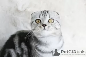 Дополнительные фото: Scottish fold