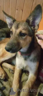 Фото №4. Продажа беспородную в Москве реке  - цена Бесплатно