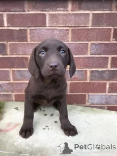 Дополнительные фото: Щенки лабрадора-ретривера.