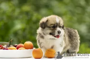 Дополнительные фото: welsh corgi pembrok