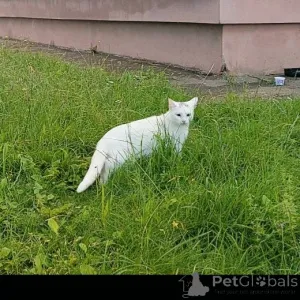 Фото №4. Продам турецкую ангору в Минске частное объявление - цена Бесплатно