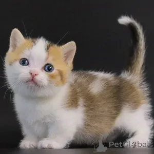 Фото №3. Манчкикинские котят. Германия