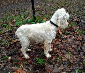 Дополнительные фото: Ищет дом американский кокер-спаниель Тоша