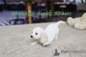 Фото №1. кинг-чарльз-спаниель - купить в Каролина Бич за договорная. Объявление №153559