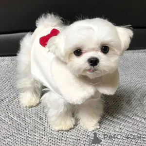 Фото №3. Продаются милые очаровательные щенки мальтийской болонки. Свяжитесь с WhatsApp.  Финляндия