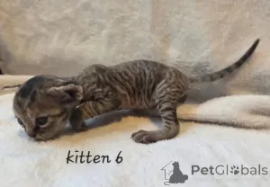 Дополнительные фото: Красивые котята девон рекса зарегистрированы в GCCF