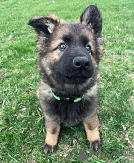 Фото №2 к объявлению №162535 о продаже  - купить в Германии 