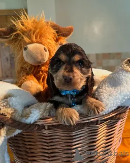Фото №1. английский кокер-спаниель - купить в Gumbostrand за договорная. Объявление №160768