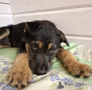 Дополнительные фото: Щенок бородатик Грейси ищет дом.