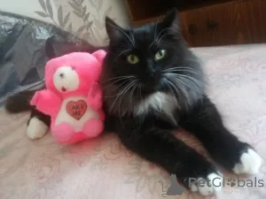 Фото №1.  - купить в Минске за Бесплатно. Объявление №165134