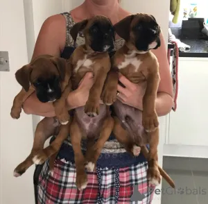 Фото №4. Продажа немецкого боксёра в Londerzeel частное объявление - цена 46384₽