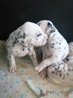 Фото №1.  - купить в Rumnelrange за договорная. Объявление №167004